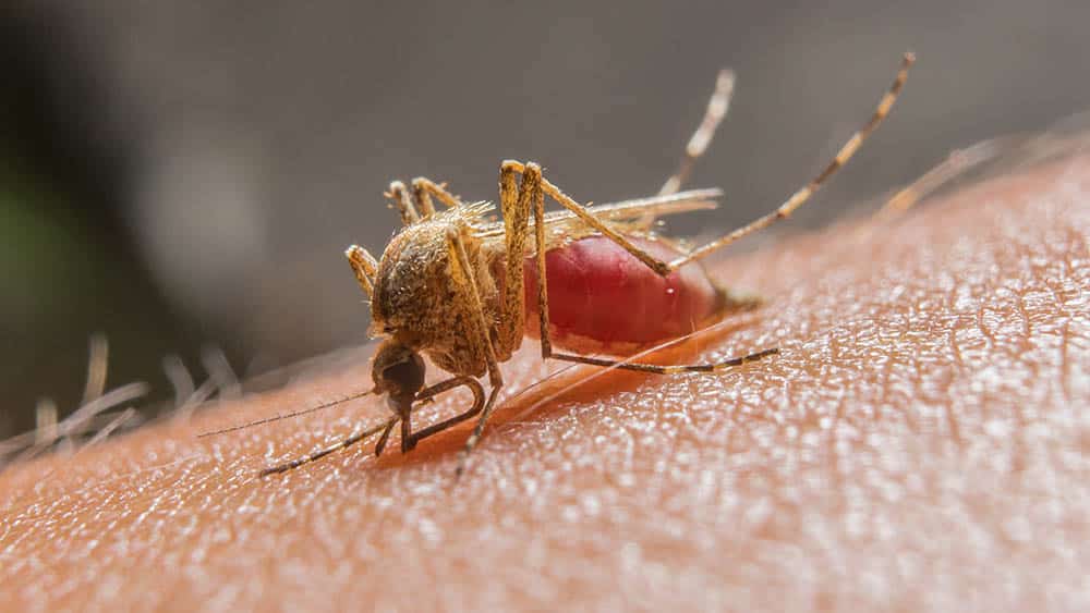 Nuevos casos de malaria en Estados Unidos