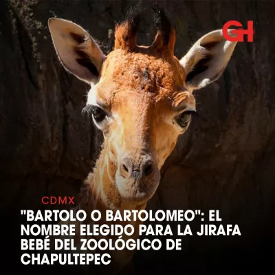 "Bartolo o Bartolomeo": El nombre elegido para la jirafa bebé del Zoológico de Chapultepec